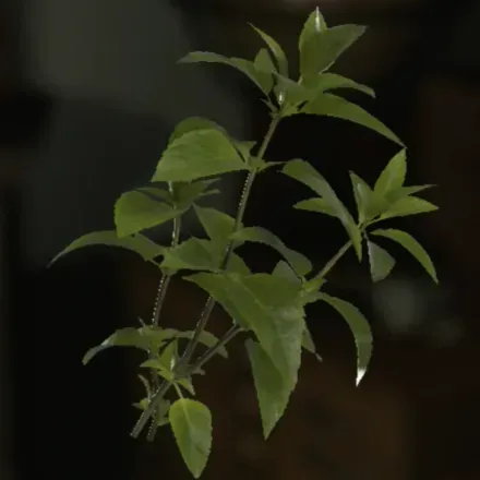 グリーンハーブ画像