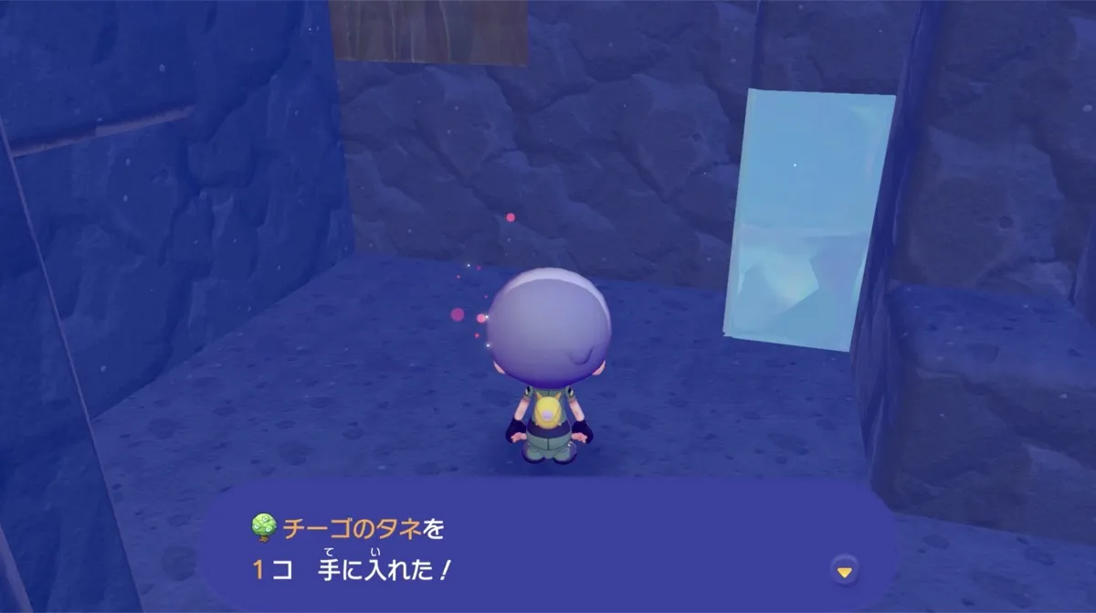 チーゴのタネ入手