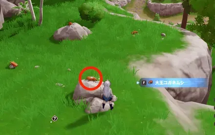 大王コガネムシ