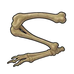 ウサギの骨片画像