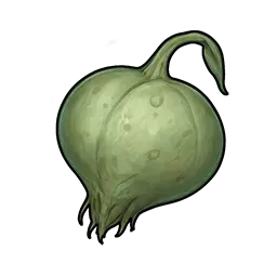 未熟なスクリーマーの実画像