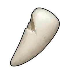 鈍らなウサギの切歯画像