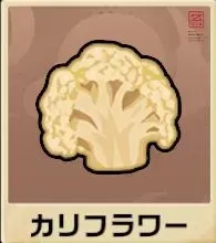 カリフラワー