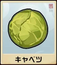 キャベツ