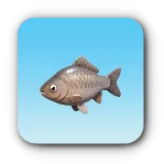 円鱗魚