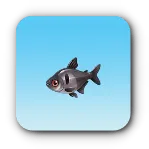 黒影魚