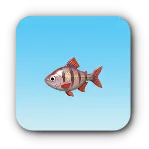 銀帯魚