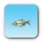 青縞魚
