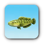 緑甲魚