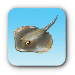 オナガエイ
