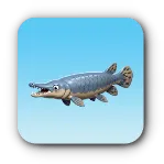 アリゲーターガー