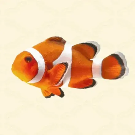 カクレクマノミ画像