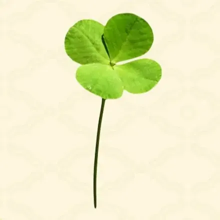 四つ葉のクローバー画像