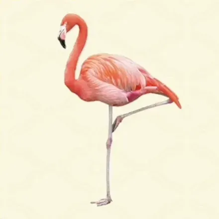 フラミンゴ画像