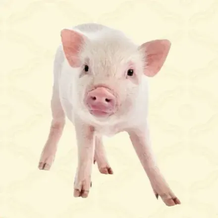 ブタ画像