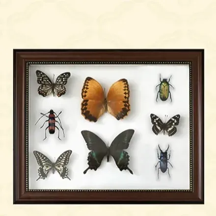 昆虫標本画像