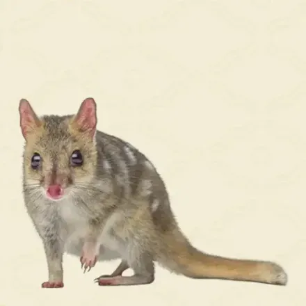 フクロネコ画像