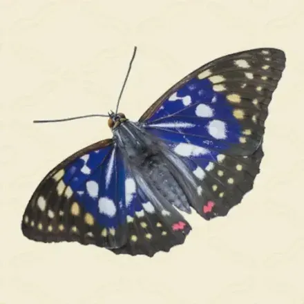 オオムラサキ画像