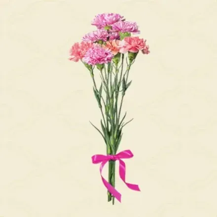 カーネーション画像