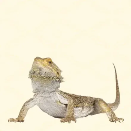 フトアゴヒゲトカゲ画像