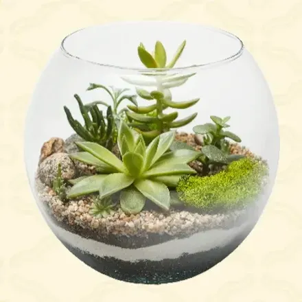 苔テラリウム画像