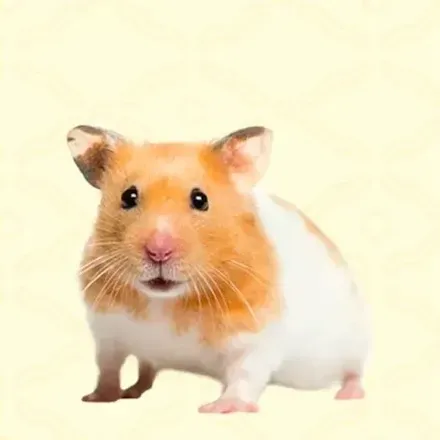 ハムスター画像