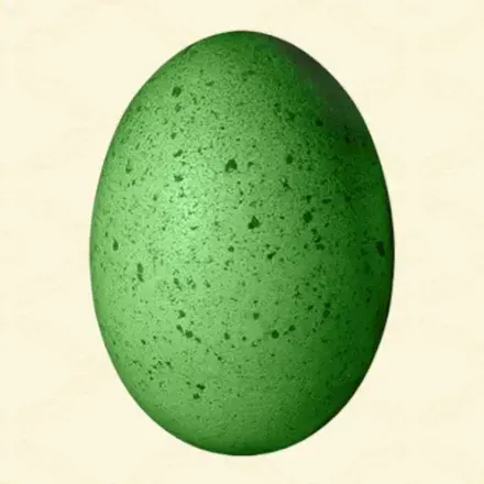 生き物のたまご画像