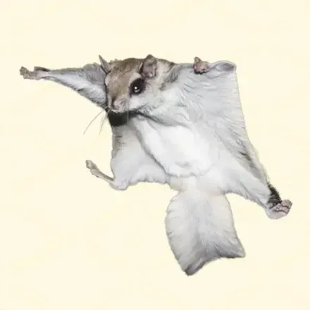 フクロモモンガ画像