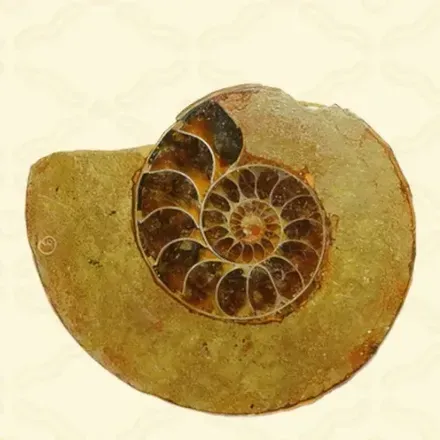 アンモナイトの化石画像