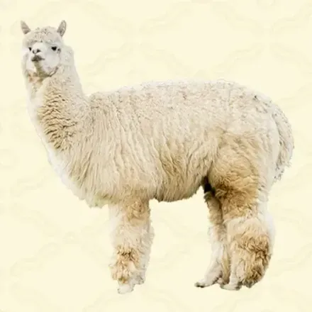 アルパカ画像