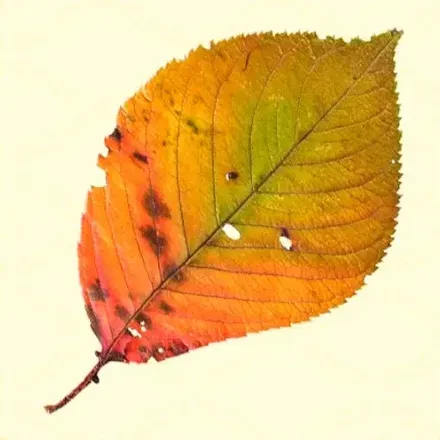 紅葉した葉っぱ画像