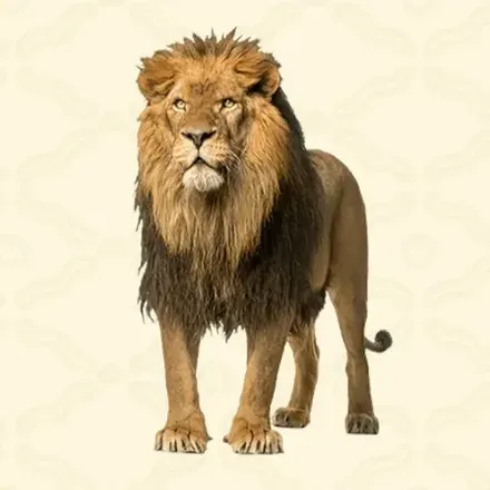 ライオン画像