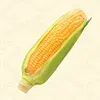 とうもろこし画像