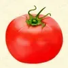 トマト画像