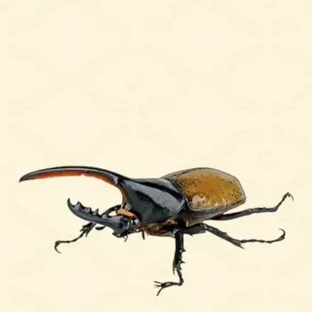 ヘラクレスオオカブト画像