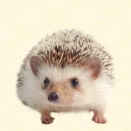 ハリネズミ画像