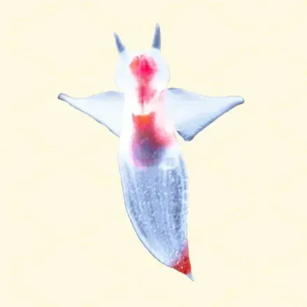 クリオネ画像
