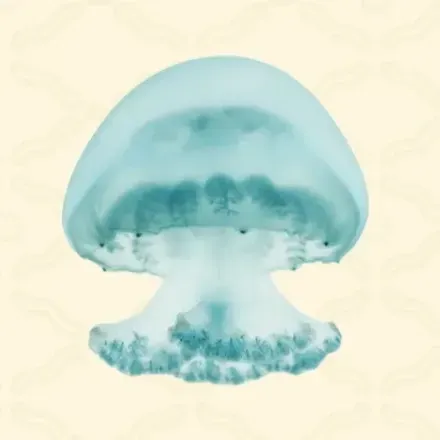 クラゲ画像