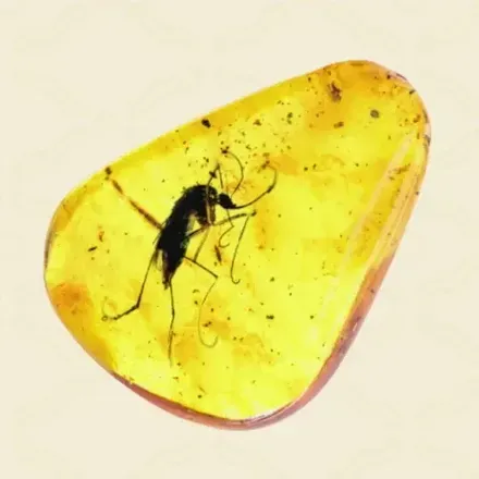 琥珀画像