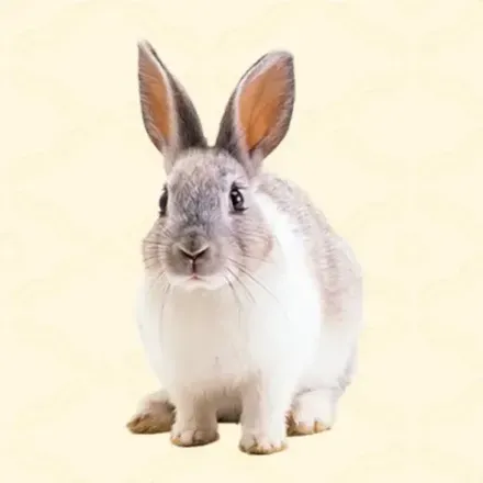うさぎ画像