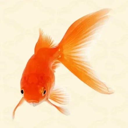 金魚画像