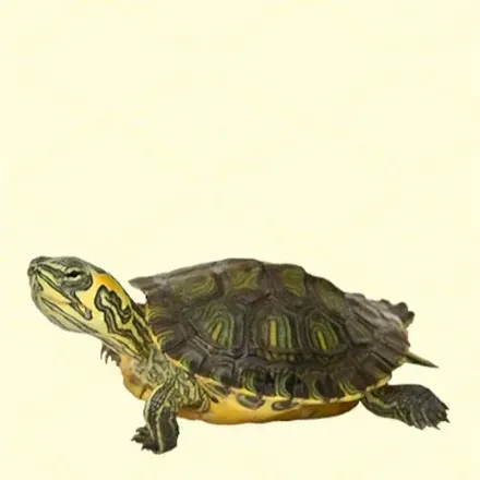 カメ画像