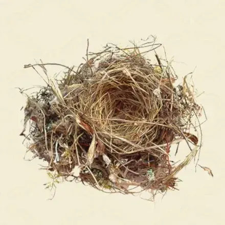 鳥の巣画像