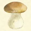 きのこ画像