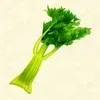 セロリ画像