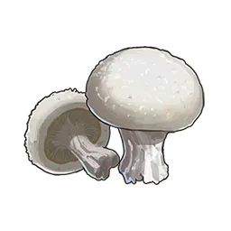 マッシュルーム画像