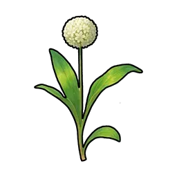山菜画像