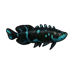 夜光アロワナ画像