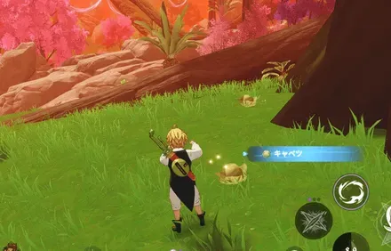 キャベツ_見た目