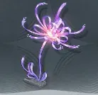 ワスレナグサ画像